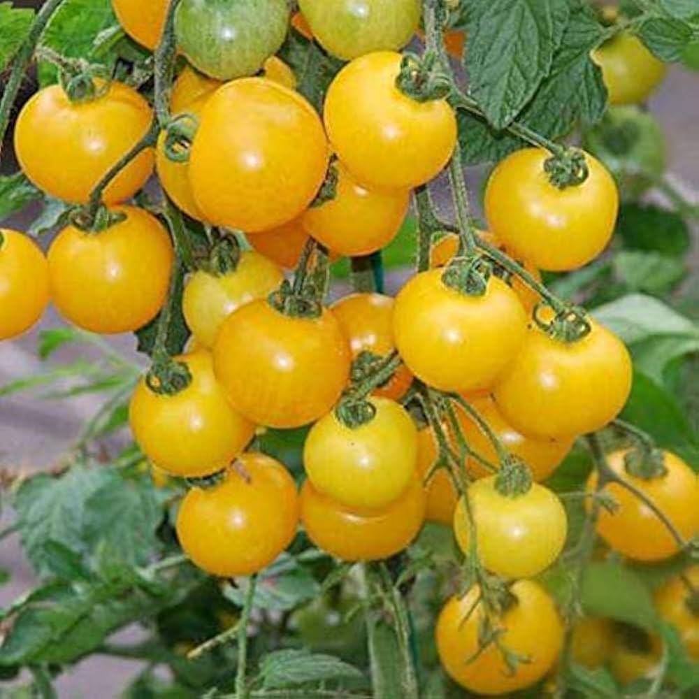 Oxheart (Yellow tomato) for planting in garden